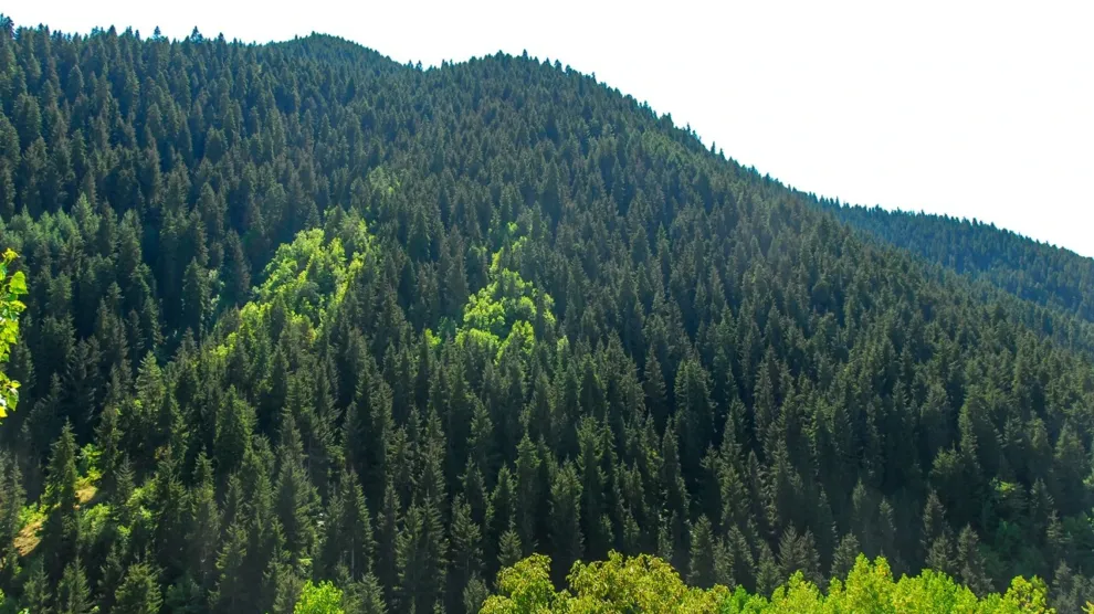 ORMANLAR ÇALIŞTAYDA ELE ALINACAK