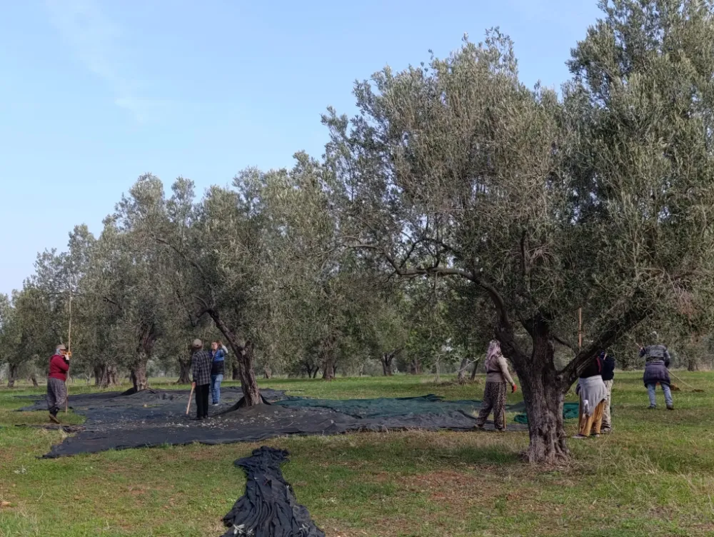 COĞRAFİ ZEYTİNDE HASAD ZAMANI