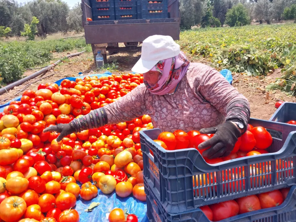 DOMATESİN KRALI